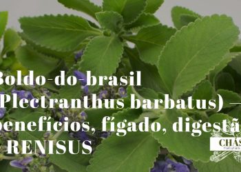 boldo-do-brasil benefícios — folhas largas e aveludadas de Plectranthus barbatus em jardim