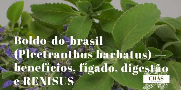 boldo-do-brasil benefícios — folhas largas e aveludadas de Plectranthus barbatus em jardim