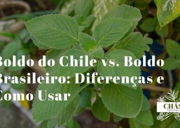 boldo do Chile benefícios — folhas de Peumus boldus e Plectranthus barbatus lado a lado
