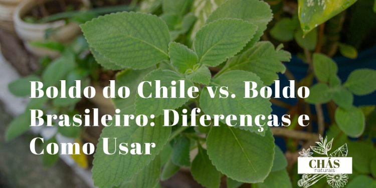 boldo do Chile benefícios — folhas de Peumus boldus e Plectranthus barbatus lado a lado