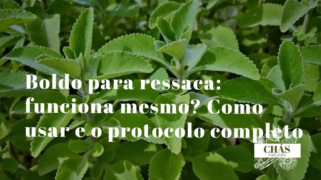 boldo para ressaca — chávena de chá de boldo com folhas frescas de boldo-do-chile
