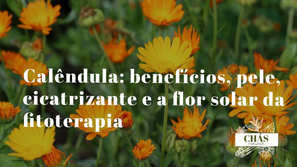 calêndula benefícios — flores laranja de Calendula officinalis em jardim medicinal