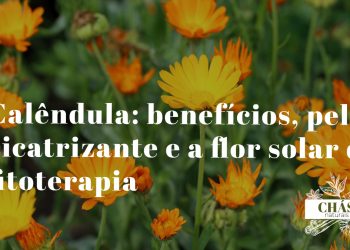 calêndula benefícios — flores laranja de Calendula officinalis em jardim medicinal