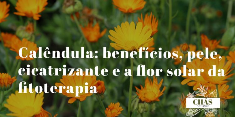 calêndula benefícios — flores laranja de Calendula officinalis em jardim medicinal