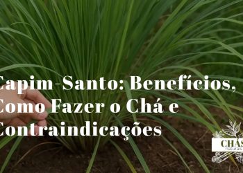 capim-santo benefícios — folhas de capim-limão Cymbopogon citratus em chávena de chá