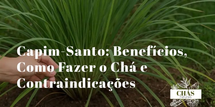 capim-santo benefícios — folhas de capim-limão Cymbopogon citratus em chávena de chá