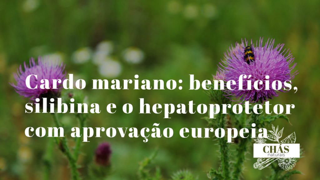 cardo mariano benefícios — flores roxas do Silybum marianum com folhas espinhosas