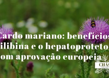 cardo mariano benefícios — flores roxas do Silybum marianum com folhas espinhosas