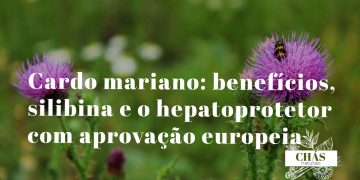 cardo mariano benefícios — flores roxas do Silybum marianum com folhas espinhosas