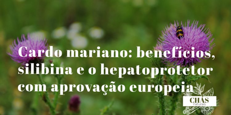 cardo mariano benefícios — flores roxas do Silybum marianum com folhas espinhosas