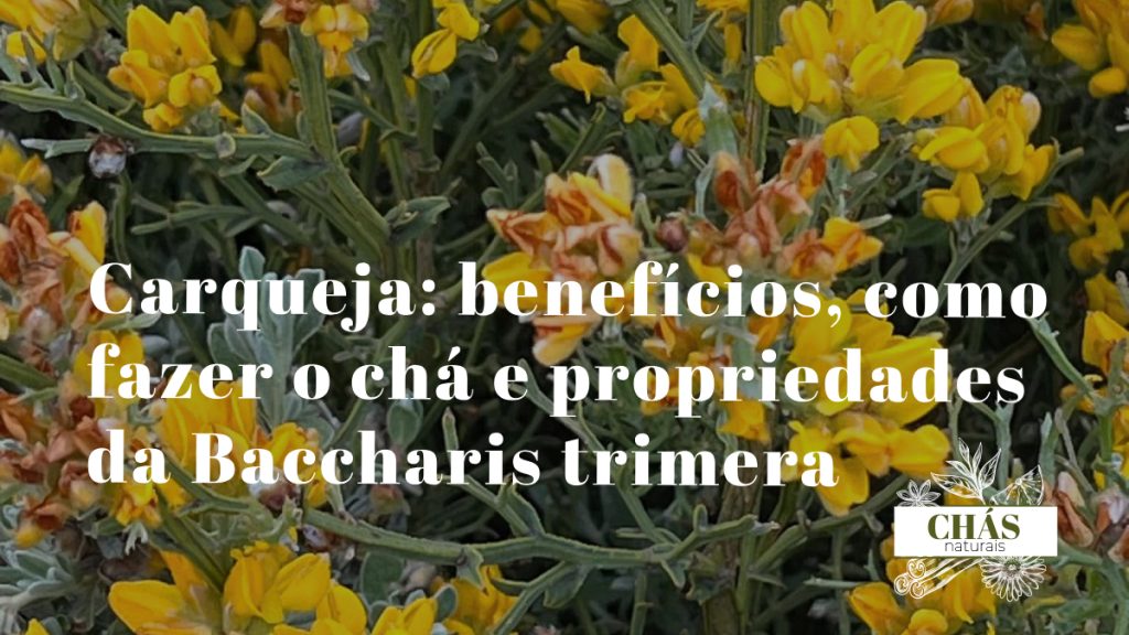 carqueja benefícios — hastes trialadas da Baccharis trimera planta medicinal brasileira