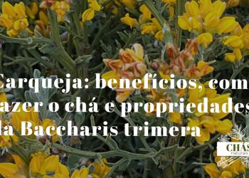 carqueja benefícios — hastes trialadas da Baccharis trimera planta medicinal brasileira