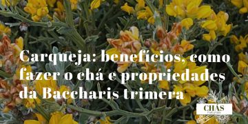 carqueja benefícios — hastes trialadas da Baccharis trimera planta medicinal brasileira