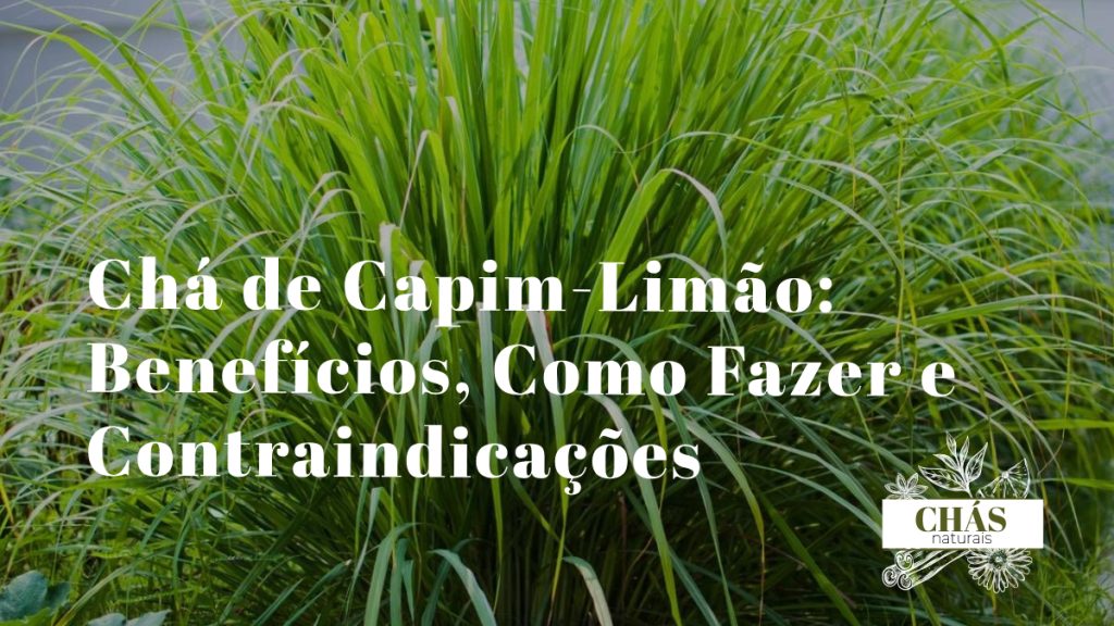 chá de capim-limão benefícios — folhas longas de Cymbopogon citratus capim-santo numa chávena