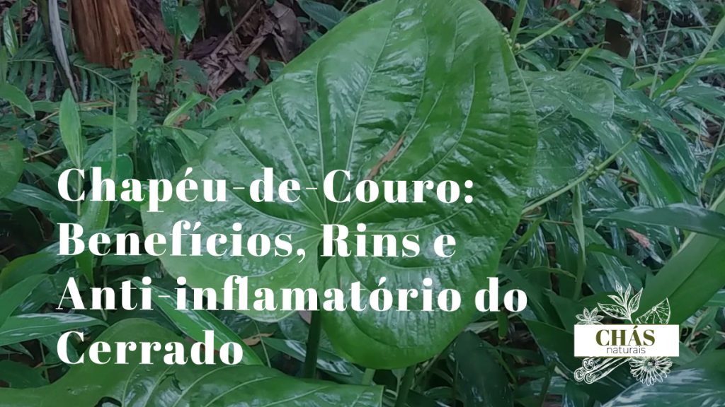 chapéu-de-couro benefícios — folhas largas de Echinodorus grandiflorus planta aquática brasileira