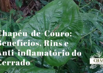 chapéu-de-couro benefícios — folhas largas de Echinodorus grandiflorus planta aquática brasileira