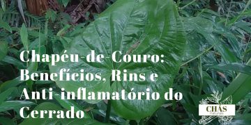 chapéu-de-couro benefícios — folhas largas de Echinodorus grandiflorus planta aquática brasileira