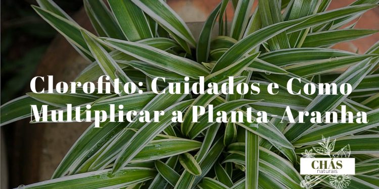 clorofito cuidados — Chlorophytum comosum com plantas-filhas em vaso suspenso