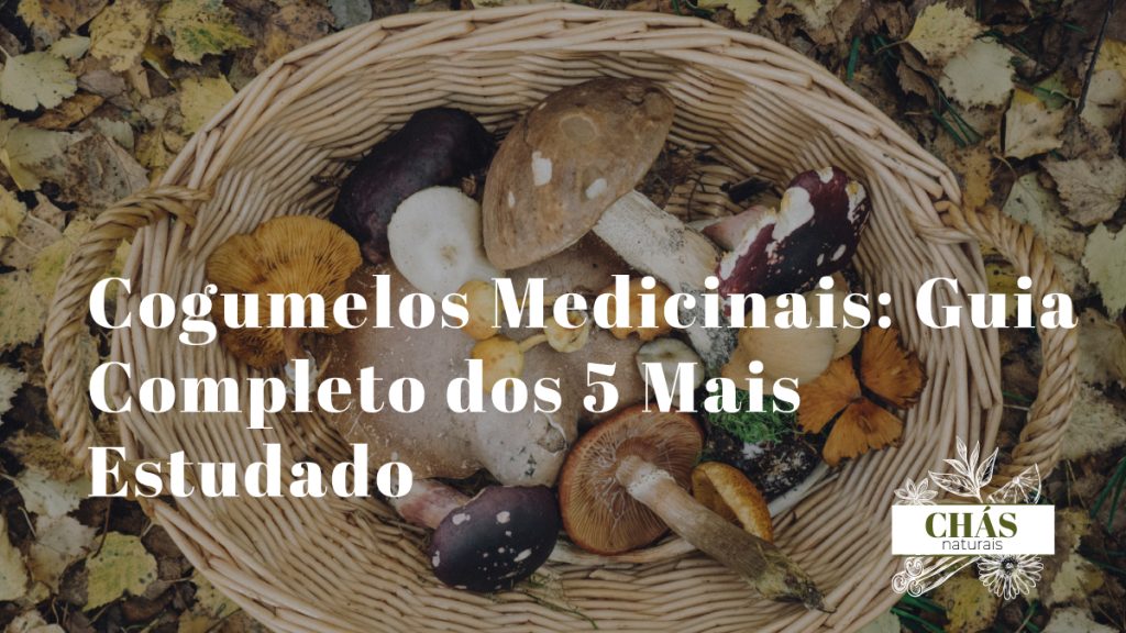 cogumelos medicinais — coleção de cogumelos reishi lion's mane chaga shiitake cordyceps