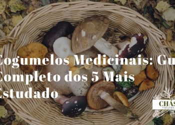 cogumelos medicinais — coleção de cogumelos reishi lion's mane chaga shiitake cordyceps