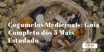 cogumelos medicinais — coleção de cogumelos reishi lion's mane chaga shiitake cordyceps