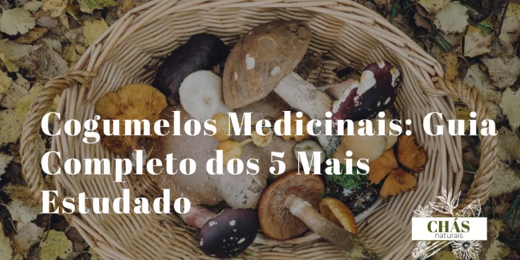 cogumelos medicinais — coleção de cogumelos reishi lion's mane chaga shiitake cordyceps