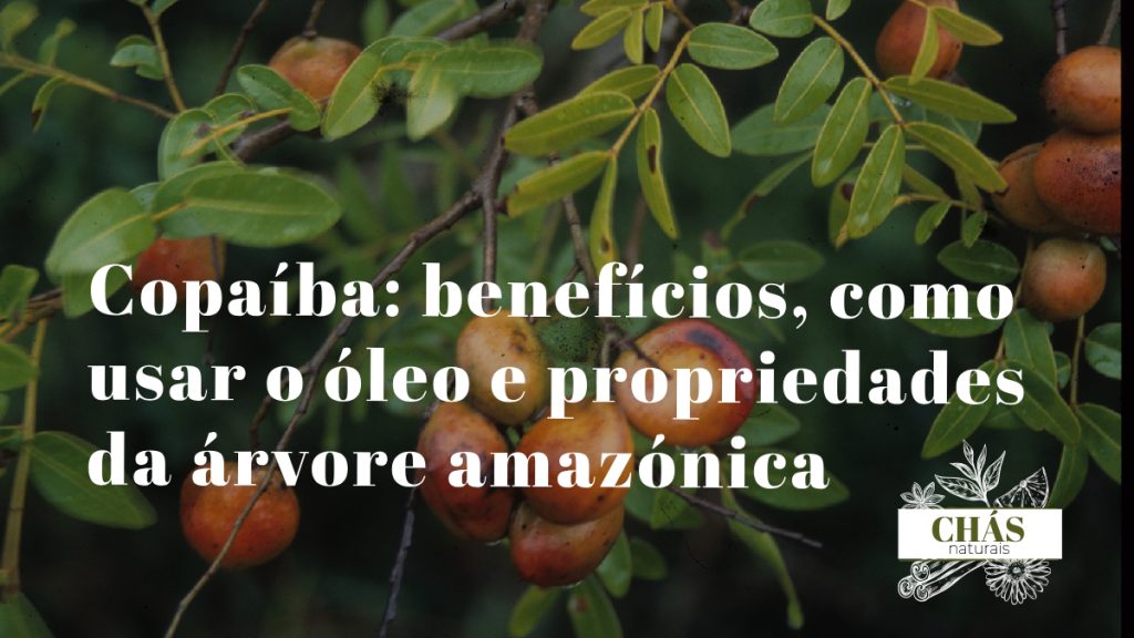 copaíba benefícios — óleo-resina de copaíba Copaifera langsdorffii em frasco com árvore amazónica