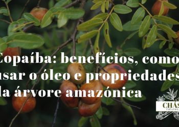copaíba benefícios — óleo-resina de copaíba Copaifera langsdorffii em frasco com árvore amazónica