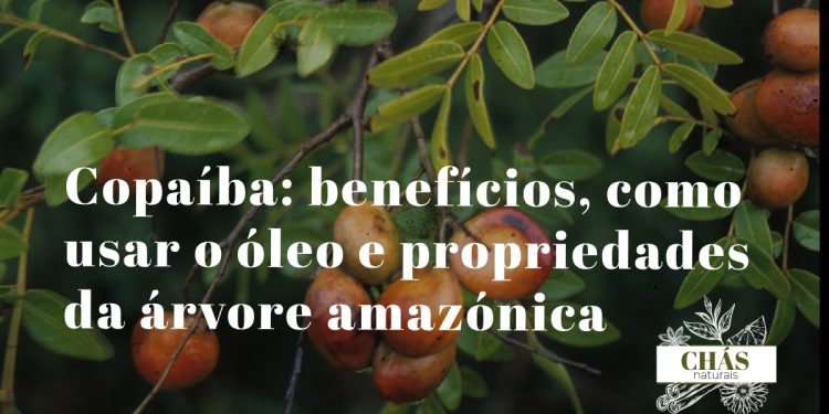 copaíba benefícios — óleo-resina de copaíba Copaifera langsdorffii em frasco com árvore amazónica