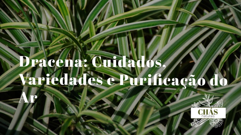 dracena cuidados — Dracaena marginata com folhas vermelhas e verdes em vaso alto