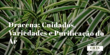 dracena cuidados — Dracaena marginata com folhas vermelhas e verdes em vaso alto