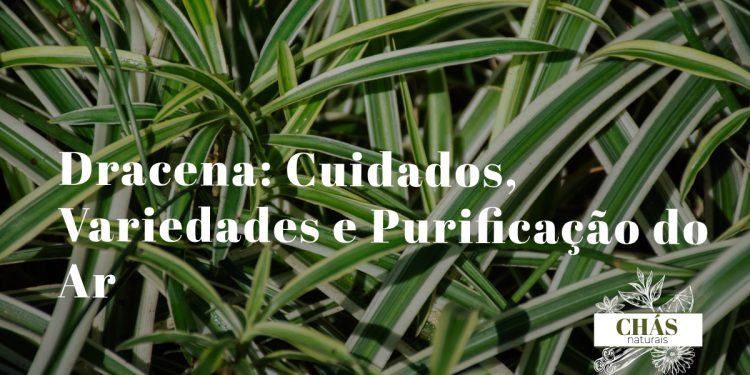 dracena cuidados — Dracaena marginata com folhas vermelhas e verdes em vaso alto