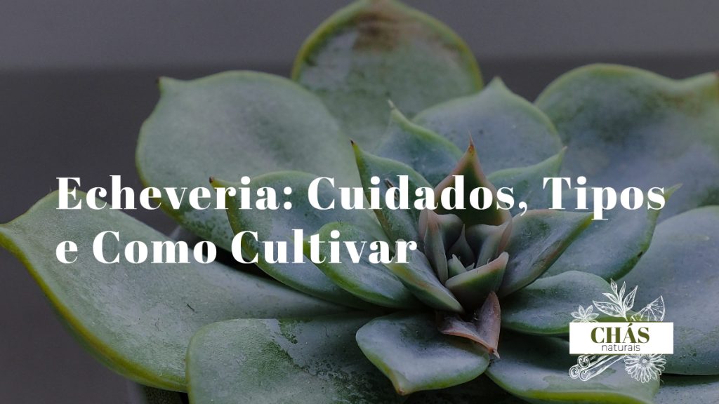 echeveria cuidados — coleção de echeverias em roseta em vasos de terracota