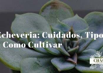 echeveria cuidados — coleção de echeverias em roseta em vasos de terracota