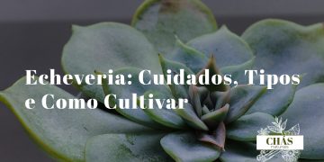 echeveria cuidados — coleção de echeverias em roseta em vasos de terracota