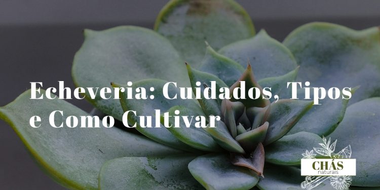 echeveria cuidados — coleção de echeverias em roseta em vasos de terracota