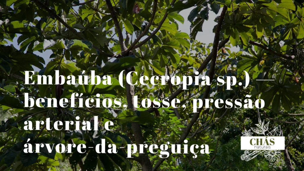 embaúba benefícios — folhas grandes de Cecropia com bicho-preguiça na floresta brasileira