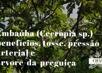 embaúba benefícios — folhas grandes de Cecropia com bicho-preguiça na floresta brasileira