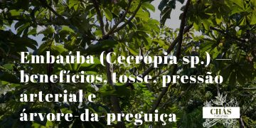 embaúba benefícios — folhas grandes de Cecropia com bicho-preguiça na floresta brasileira