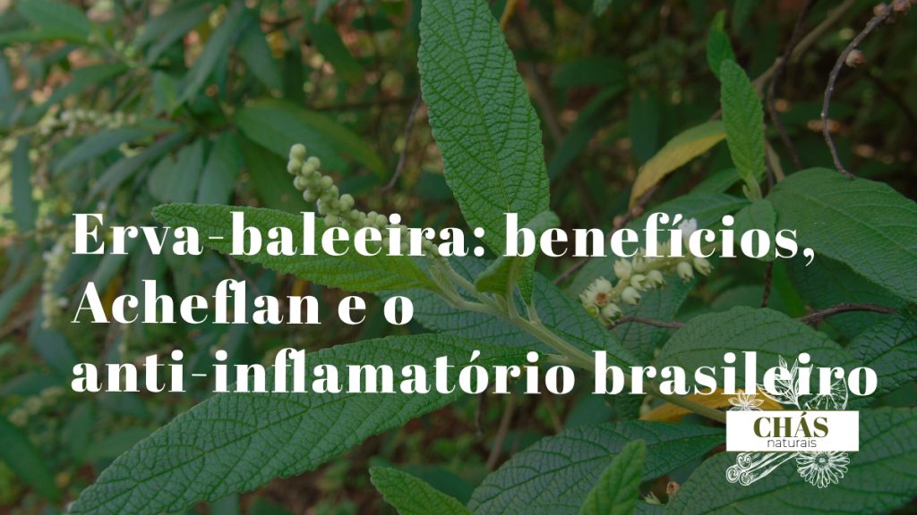 erva-baleeira benefícios — folhas verdes dentadas de Cordia verbenacea planta nativa brasileira