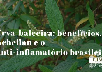 erva-baleeira benefícios — folhas verdes dentadas de Cordia verbenacea planta nativa brasileira