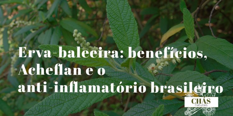 erva-baleeira benefícios — folhas verdes dentadas de Cordia verbenacea planta nativa brasileira