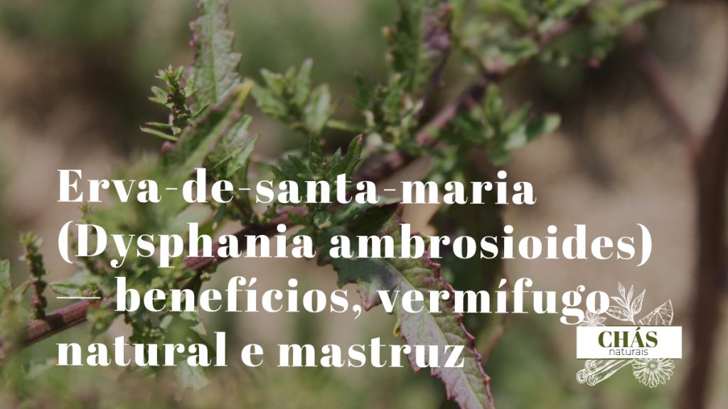 erva-de-santa-maria benefícios — folhas de Dysphania ambrosioides planta medicinal brasileira