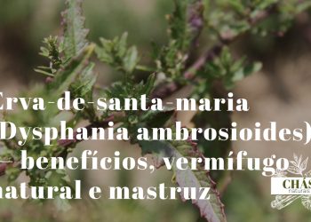 erva-de-santa-maria benefícios — folhas de Dysphania ambrosioides planta medicinal brasileira
