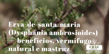 erva-de-santa-maria benefícios — folhas de Dysphania ambrosioides planta medicinal brasileira