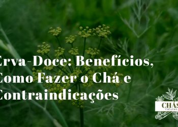 erva-doce benefícios — sementes e planta de funcho Foeniculum vulgare com chávena de chá
