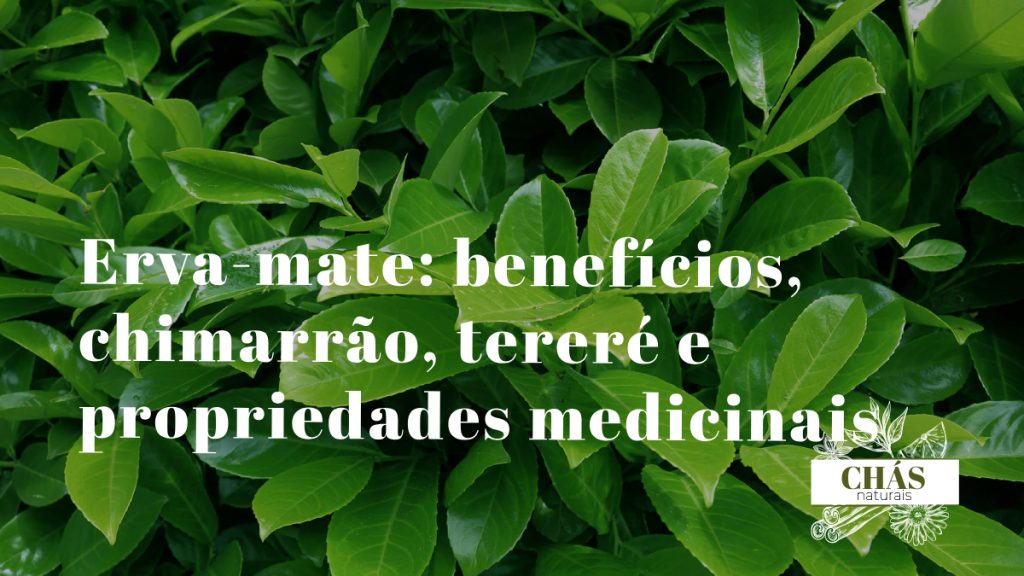 erva-mate benefícios — cuia de chimarrão com bomba e erva-mate verde no sul do Brasil
