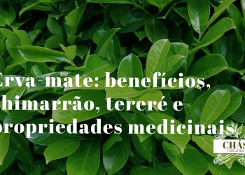 erva-mate benefícios — cuia de chimarrão com bomba e erva-mate verde no sul do Brasil