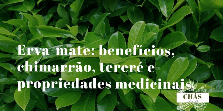 erva-mate benefícios — cuia de chimarrão com bomba e erva-mate verde no sul do Brasil