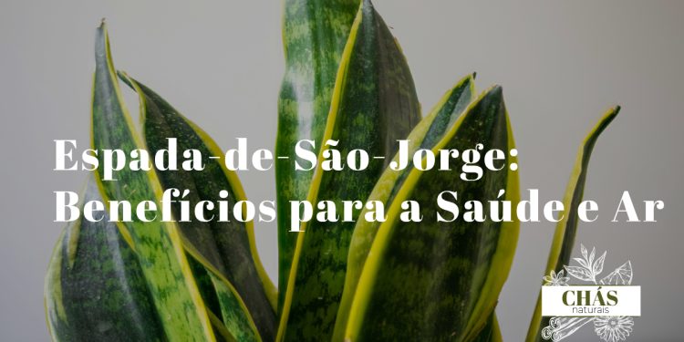 espada-de-são-jorge benefícios — folhas verticais de Sansevieria trifasciata 'Laurentii' em sala